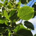 Tilia x flavescens 'Glenleven' - Foto 3