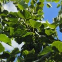 Tilia x flavescens 'Glenleven' - Foto 2