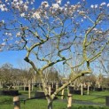 Magnolia stellata 'Rosea' - Foto 1
