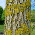 Salix babylonica 'Tortuosa' - Foto 4