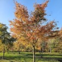 Acer palmatum - Foto 2