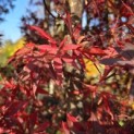 Acer palmatum 'Skeeter's Broom' - Foto 2