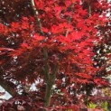 Acer palmatum 'Bloodgood' - 5