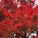 Acer palmatum 'Bloodgood' - 4