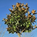 Magnolia grandiflora 'Galissonnière' - 6