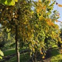 Carpinus betulus 'Pendula' - 2