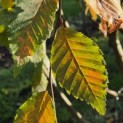 Carpinus betulus 'Pendula' - 1
