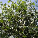 Betula utilis 'Jacquemontii' (Doorenbos) - 1