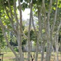 Parrotia persica 'Vanessa' - 7