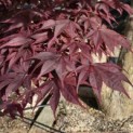 Acer palmatum 'Bloodgood' - 3