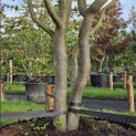 Parrotia persica - 2