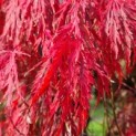 Acer palmatum 'Garnet' - 3