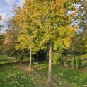 Liquidambar formosana var. monticola - 1