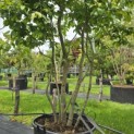 Parrotia persica - Foto 3