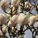 Magnolia soulangeana 'Manchu Fan' - 2