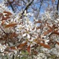 #561 Amelanchier lamarckii Kupfer-Felsenbirne mehrstämmig