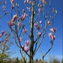 Magnolia 'Heaven Scent' - Foto 1