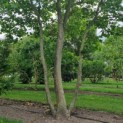 Platanus x hispanica - Foto 1