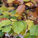 Fagus sylvatica - impressie herfstverkleuring groene beuk