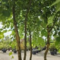 Betula nigra - 5
