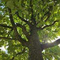 Sycoparrotia semidecidua 'Prins Claus' - 1