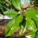 Magnolia grandiflora 'Galissonnière' - 7