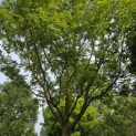 Pterocarya fraxinifolia - 3