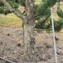 Pinus nigra Oregon Green - 2