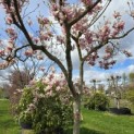 Magnolia soulangeana - Foto 2
