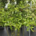 Quercus ilex - 4