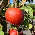 Malus domestica 'Rode Boskoop' - impressie rijpe goudreinet