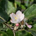 Malus domestica 'Rode Boskoop' - nabloei impressie foto augustus
