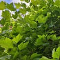 Platanus x hispanica 'Alphen's Globe' - impressie zomerblad