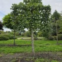 Tilia x europaea 'Euchlora' - Foto 1
