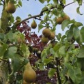 Pyrus c. 'Conference' - 3