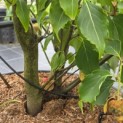 Cornus kousa 'Weisse Fontaine' - Foto 3