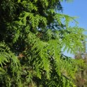 Thuja plicata 'Gelderland - 7