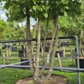 Corylus colurna - Foto 1