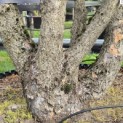 Corylus colurna - Foto 2