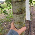 Cercidiphyllum japonicum - Foto 3