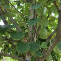 Cercidiphyllum japonicum - Foto 4
