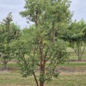 Acer griseum - Foto 2