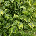 Liriodendron tulipifera 'Aureomarginatum' - Foto 1