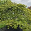 Acer palmatum 'Shigure bato' - 3
