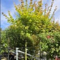 Acer shirasawanum 'Jordan' - Foto 1