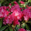 Rhododendron Yakushimanum 'Sonatine' - Foto 5