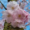 Prunus 'Accolade' - Afbeelding 3