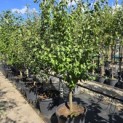 Prunus domestica 'Opal' - Foto 3