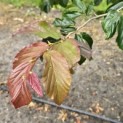 Parrotia persica 'Bella' - Foto 2