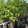 Syringa vulgaris 'Michel Buchner' - Foto 2